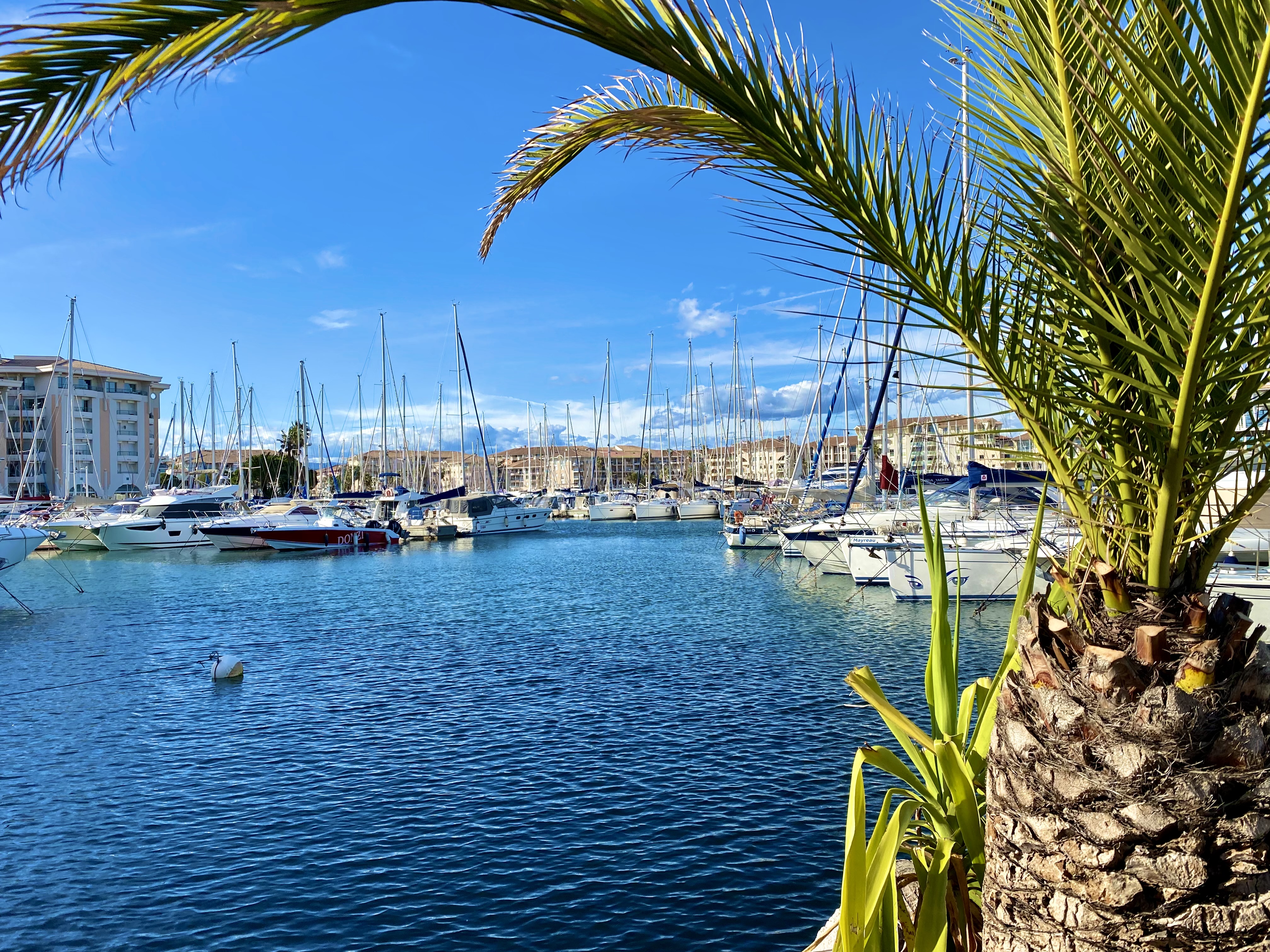 Port‑Fréjus, port de plaisance encadré par un palmier